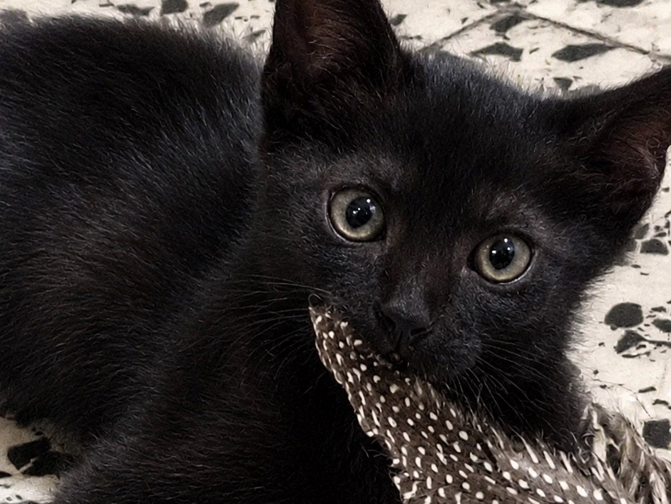 Adotta un gatto, taglia non valida, femmina, Brescia