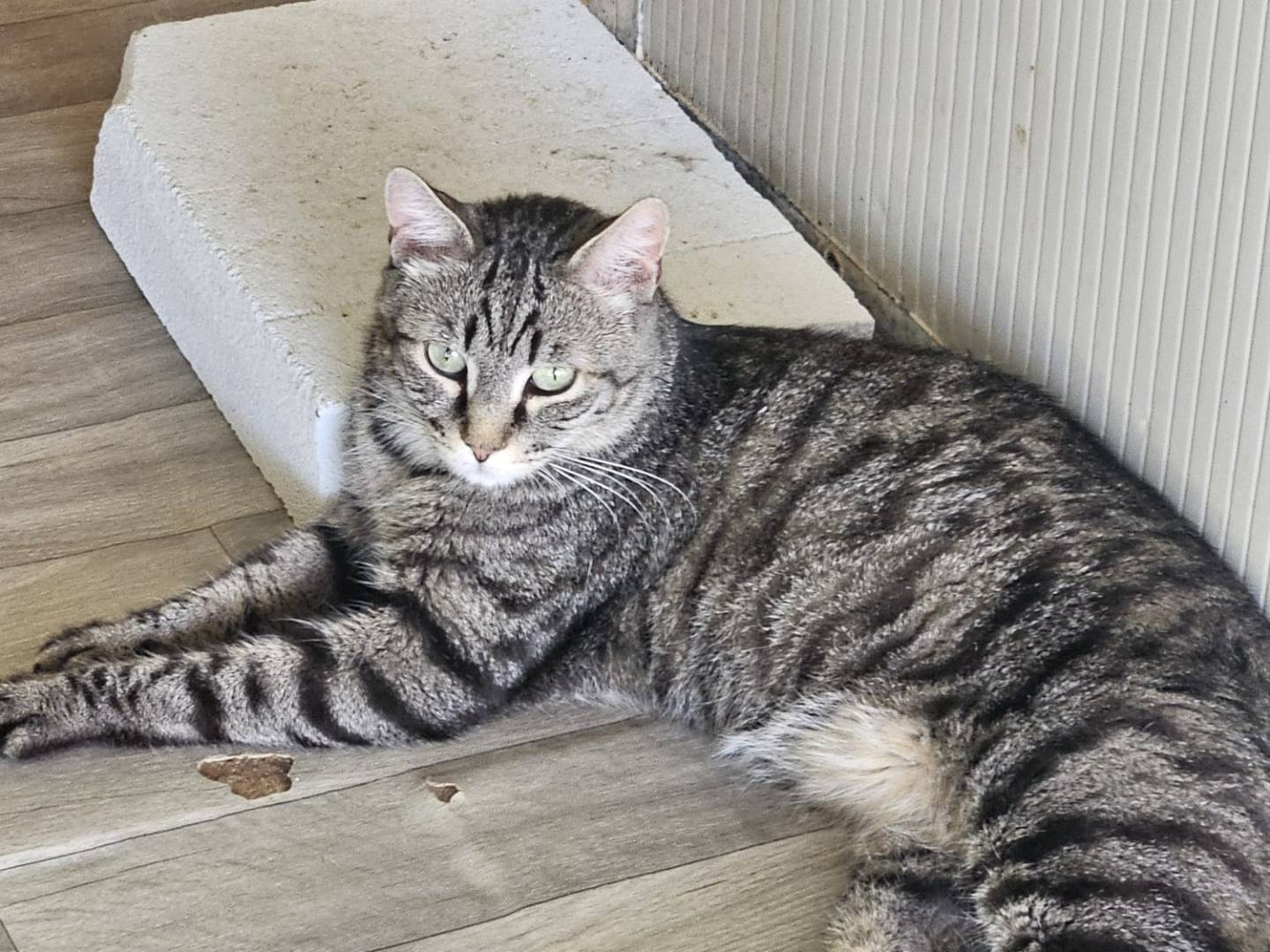 Adozione gatto, maschio, Razza sconosciuta Razza sconosciuta, 2 anni e 6 mesi, taglia non valida, Terni