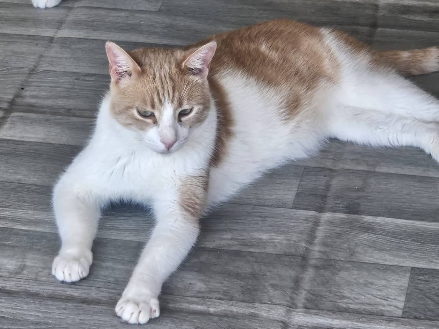 Adozione gatto, maschio, Razza sconosciuta Razza sconosciuta, 2 anni e 6 mesi, taglia non valida, Terni