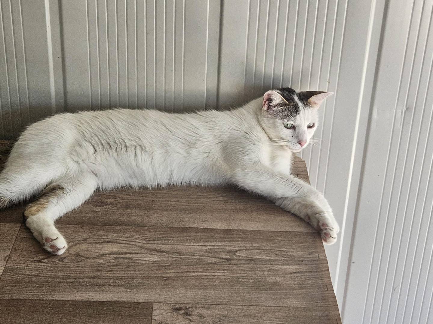 Adozione gatto, femmina, Razza sconosciuta Razza sconosciuta, 2 anni e 6 mesi, taglia non valida, Terni