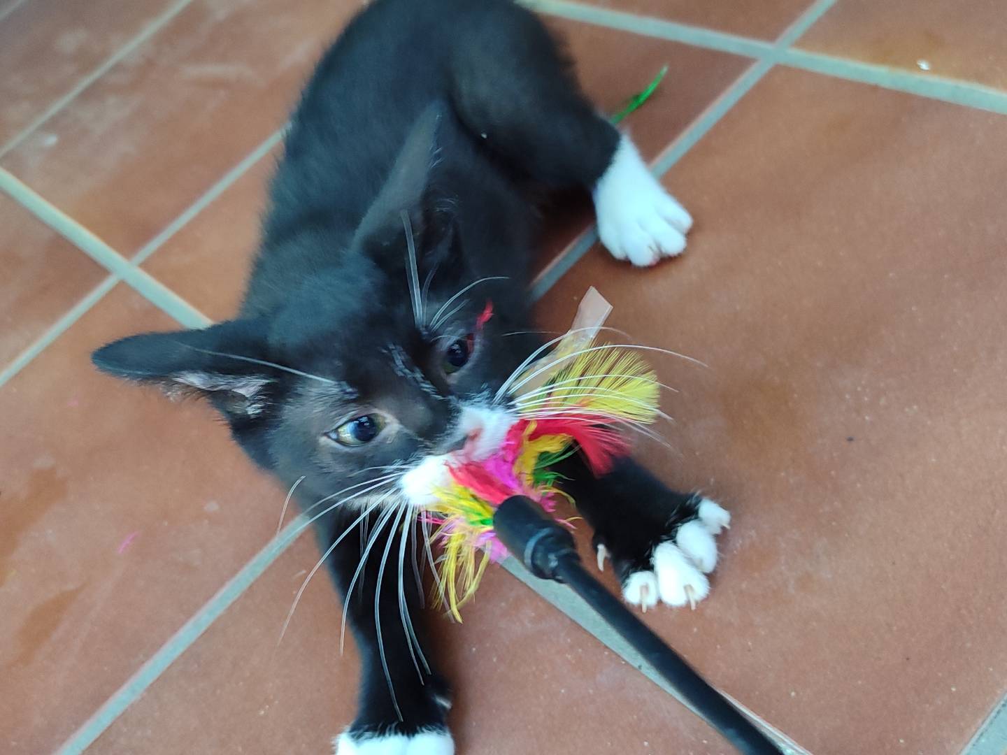 Adotta il gatto Rino a Reggio