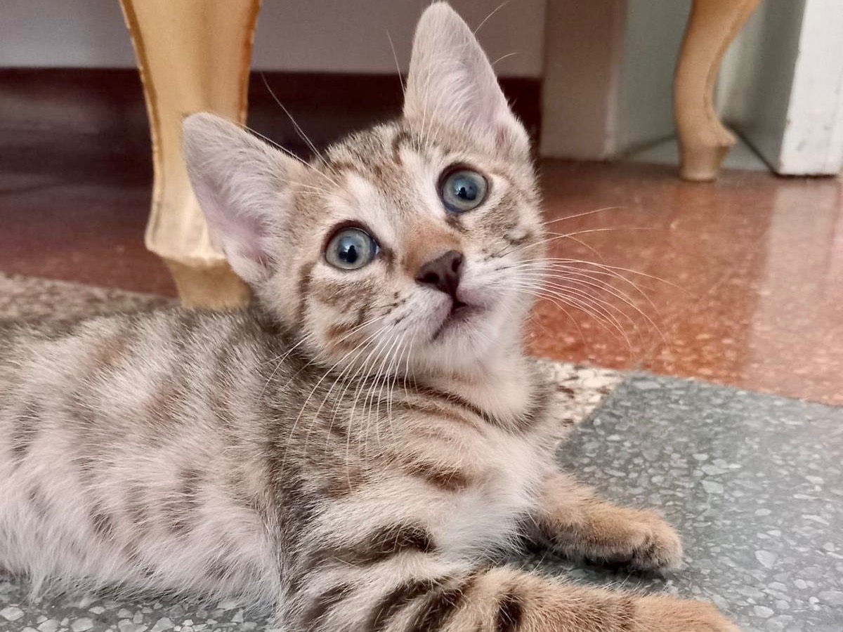 Adozione gatto, femmina, Razza sconosciuta Razza sconosciuta, 3 settimane, taglia non valida, Latina