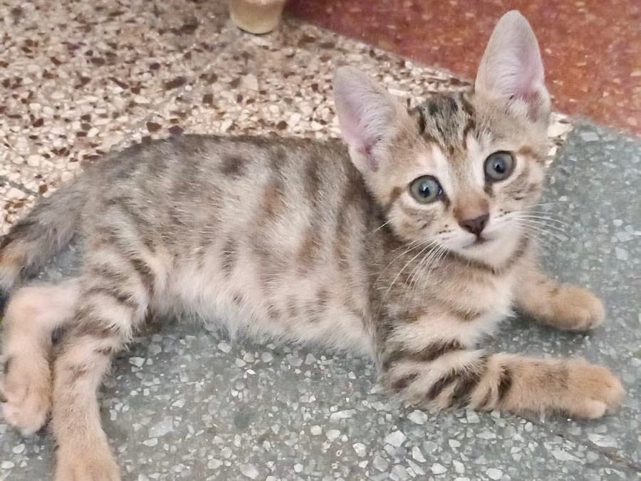 Adotta un gatto, femmina, 3 settimane, Latina