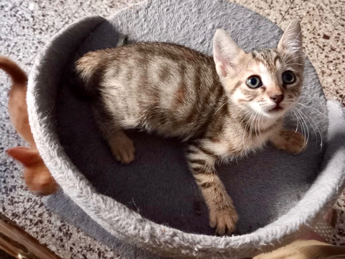 Adotta un gatto, taglia non valida, femmina, Latina