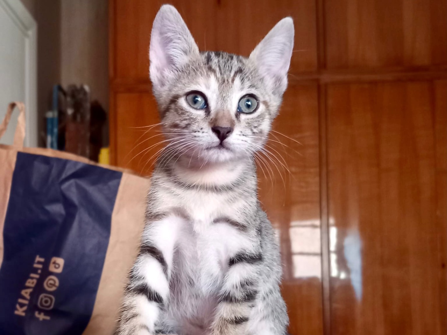 Vuoi adottare un gatto a Latina?