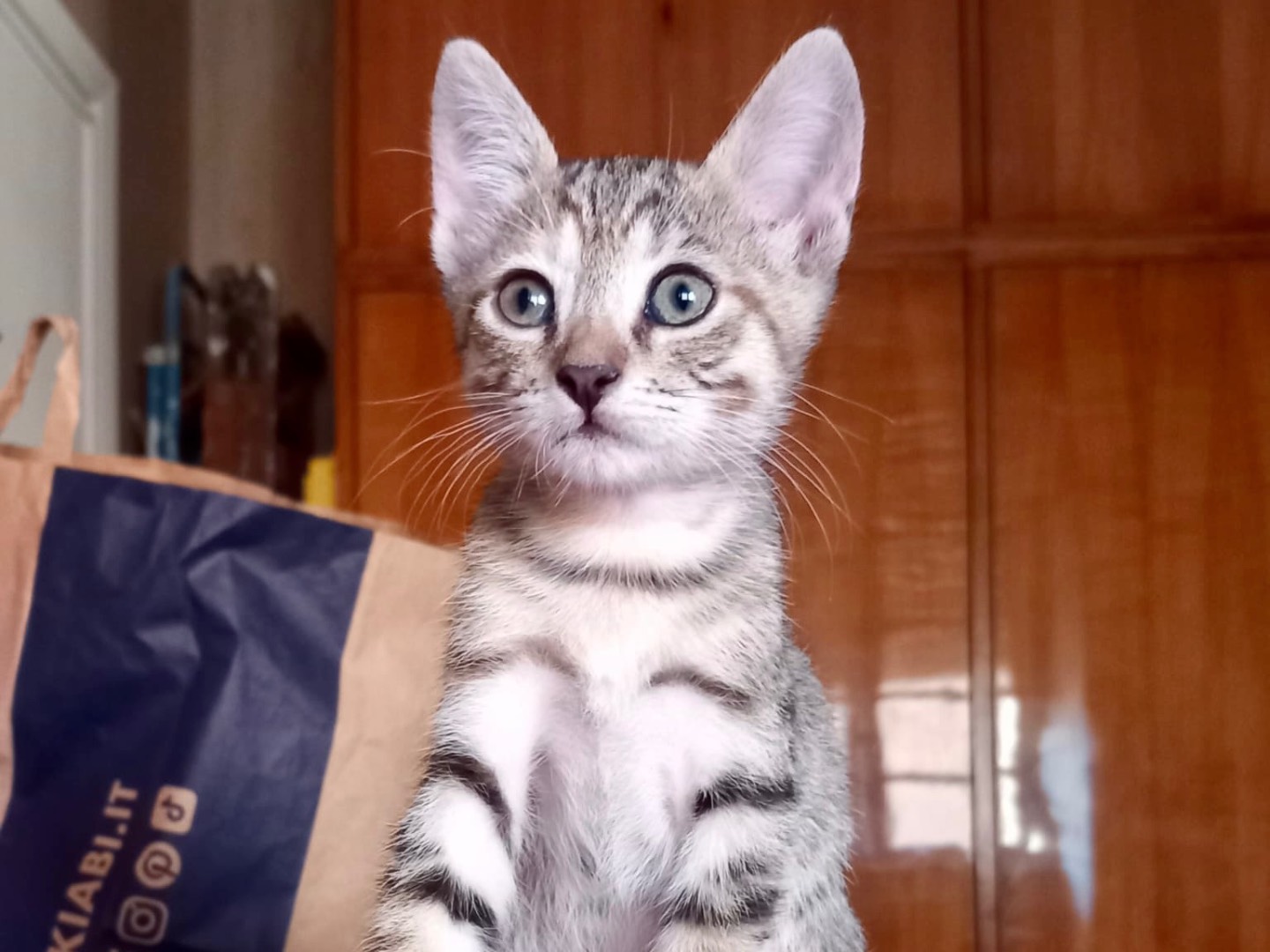 Adotta il gatto Kiara a Latina