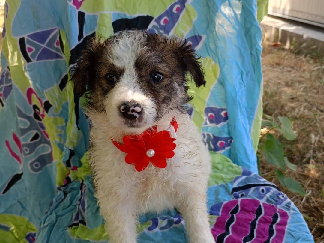 Adozione cane, femmina, Razza sconosciuta Razza sconosciuta, 1 mese, taglia piccola, Pavia