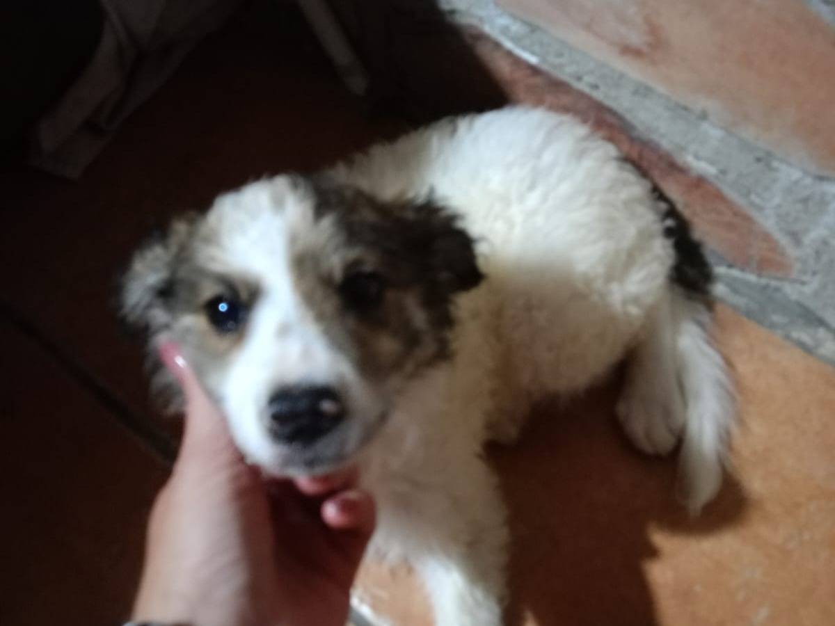 Adotta un cane, femmina, 1 mese, Pavia
