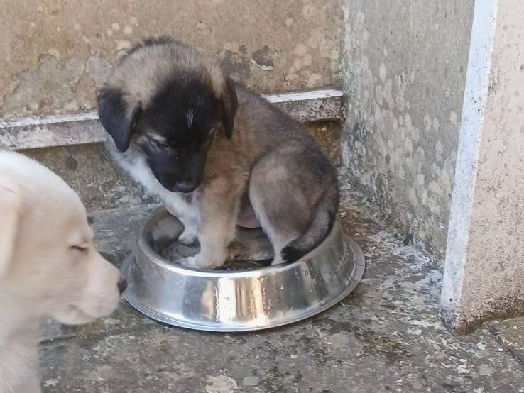 Adotta un cane, femmina, 2 mesi, Bari