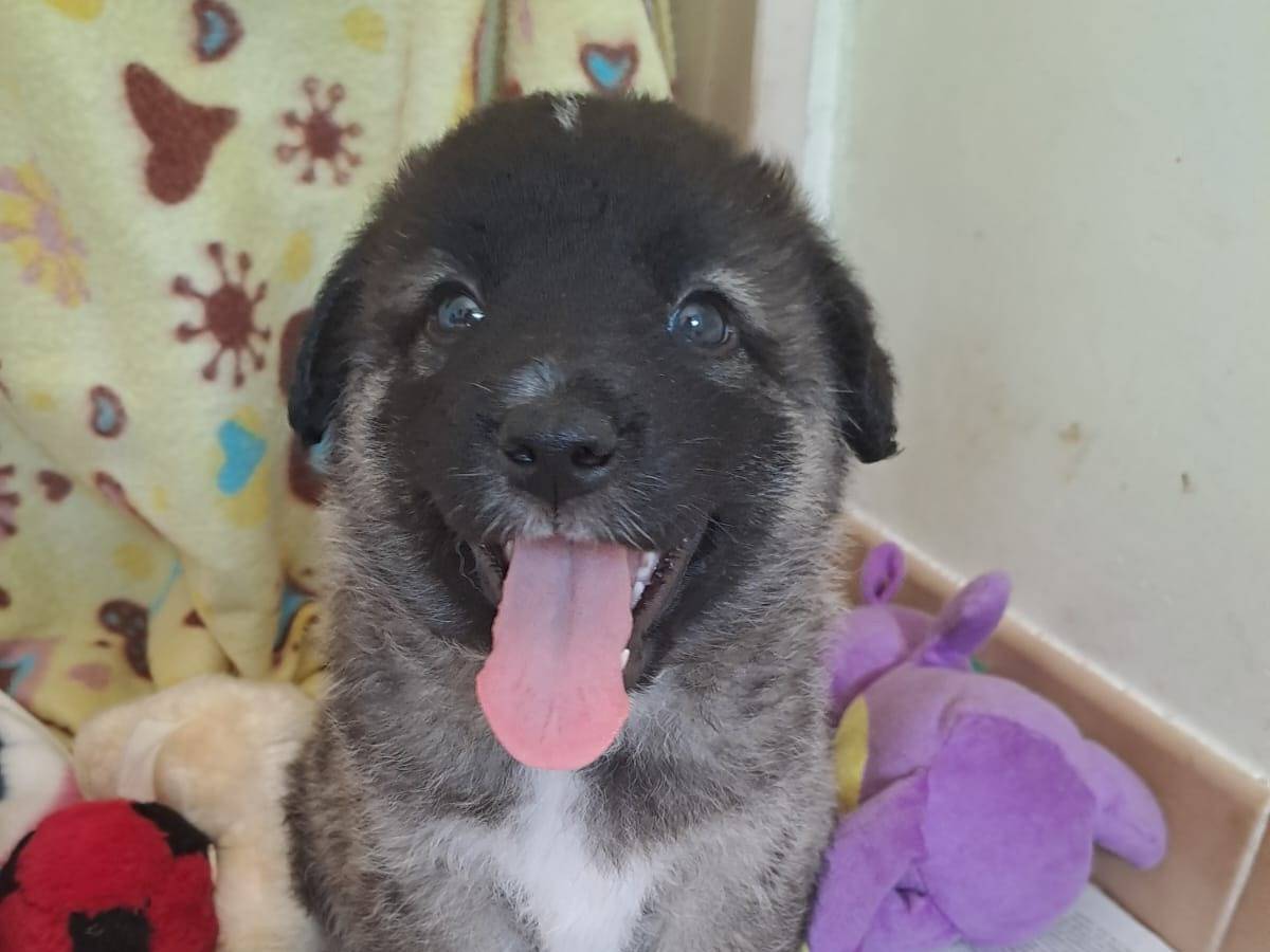 Adozione cane, femmina, Razza sconosciuta Razza sconosciuta, 2 mesi, taglia media, Bari