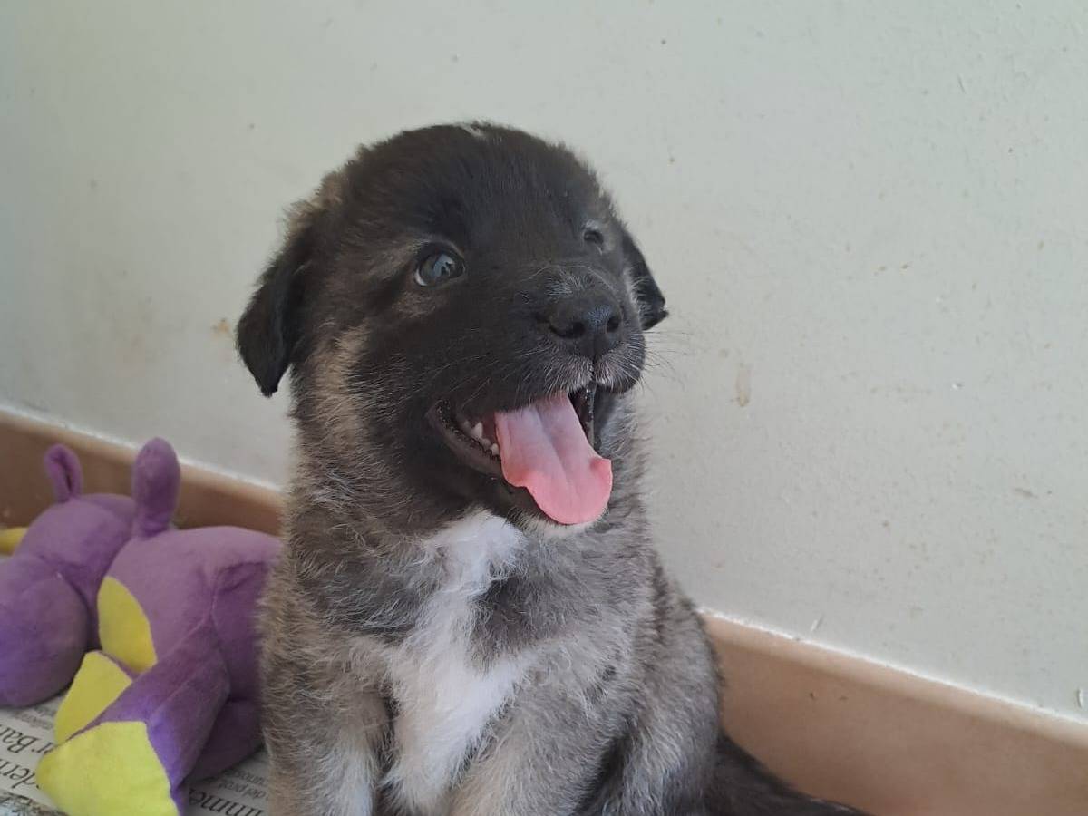 Vuoi adottare un cane a Bari?