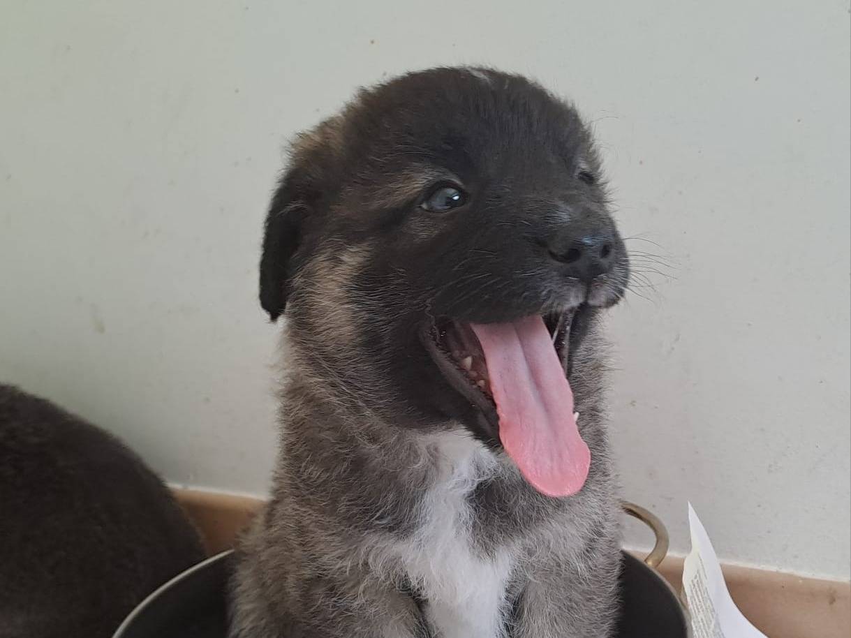 Adotta il cane Geri a Bari