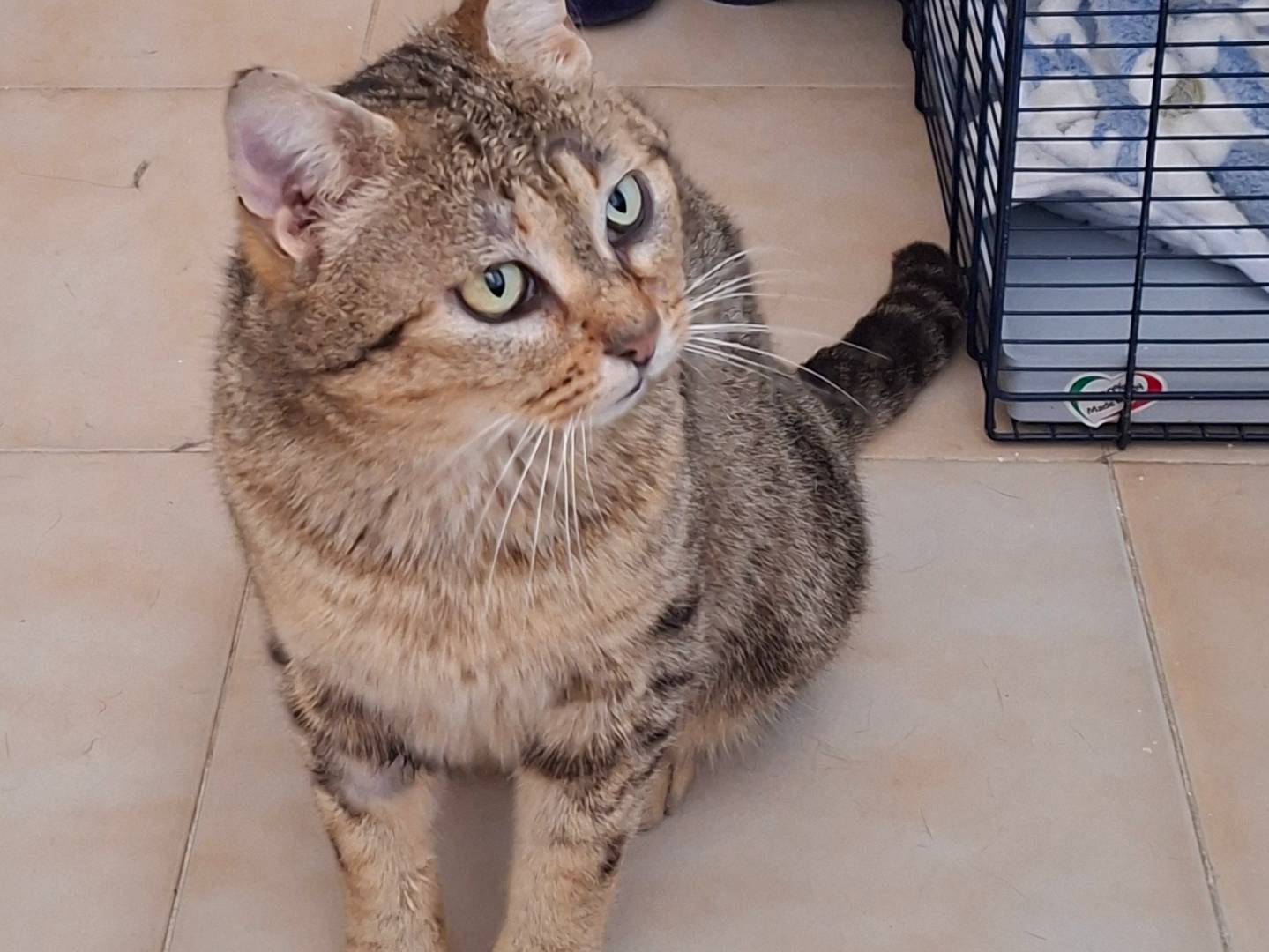 Adozione gatto, maschio, Razza sconosciuta Razza sconosciuta, 2 anni e 2 mesi, taglia non valida, Piacenza