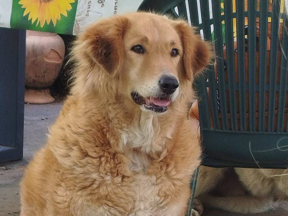 Adozione cane, femmina, Golden Retriever Razza sconosciuta, 1 anno e 7 mesi, taglia grande, Pistoia