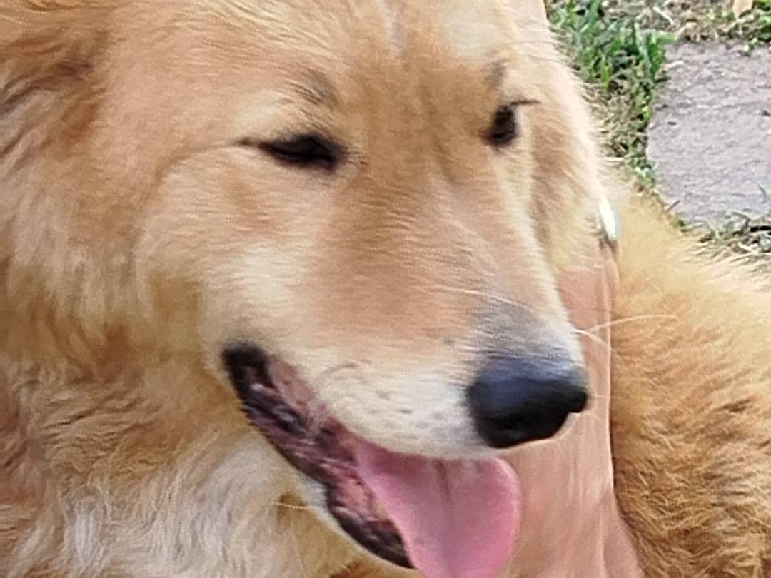Adotta un cane, femmina, 1 anno e 7 mesi, Pistoia