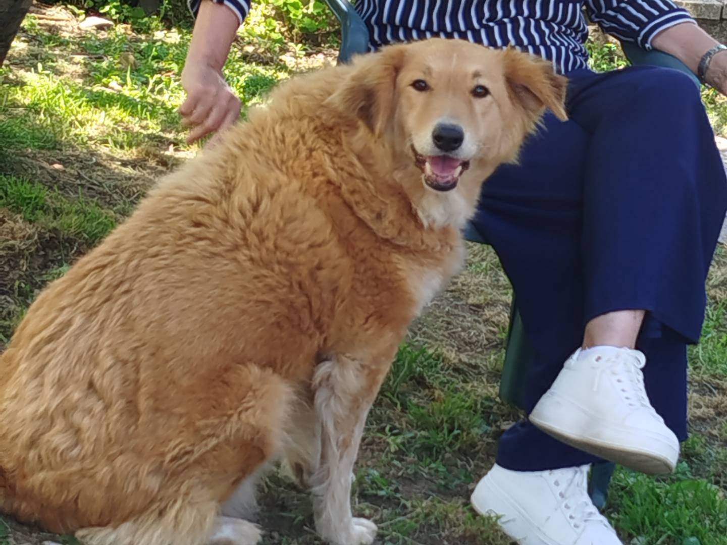 Adotta un cane, taglia grande, femmina, Pistoia