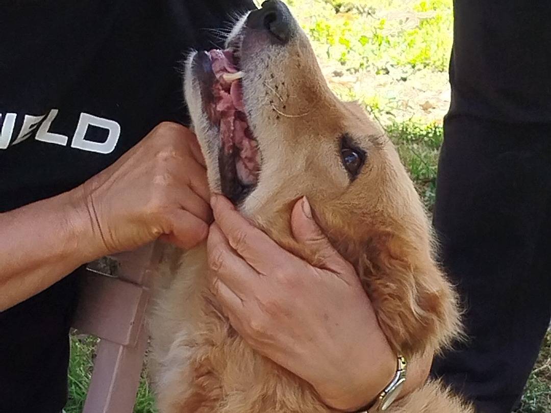Vuoi adottare un cane a Pistoia?