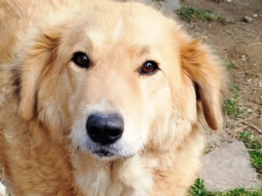 Adotta il cane MIELE a Pistoia