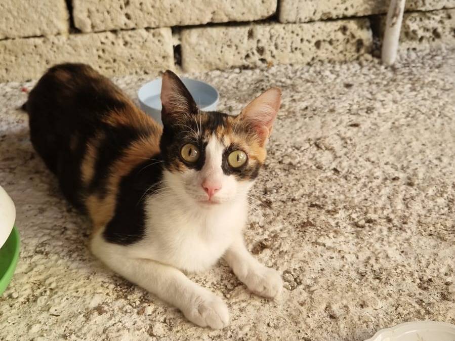 Adozione gatto, femmina, Razza sconosciuta Razza sconosciuta, 1 anno, taglia non valida, Roma
