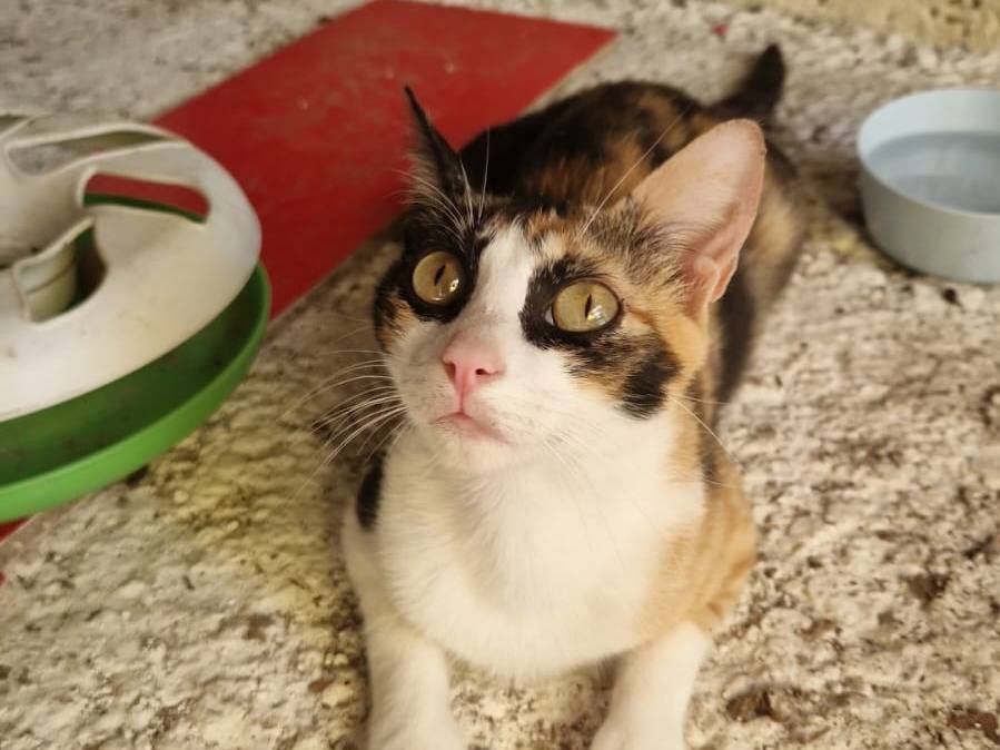 Adotta un gatto, femmina, 1 anno, Roma
