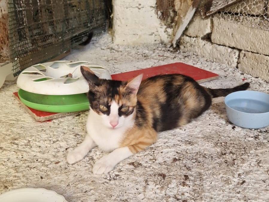 Adotta un gatto, taglia non valida, femmina, Roma