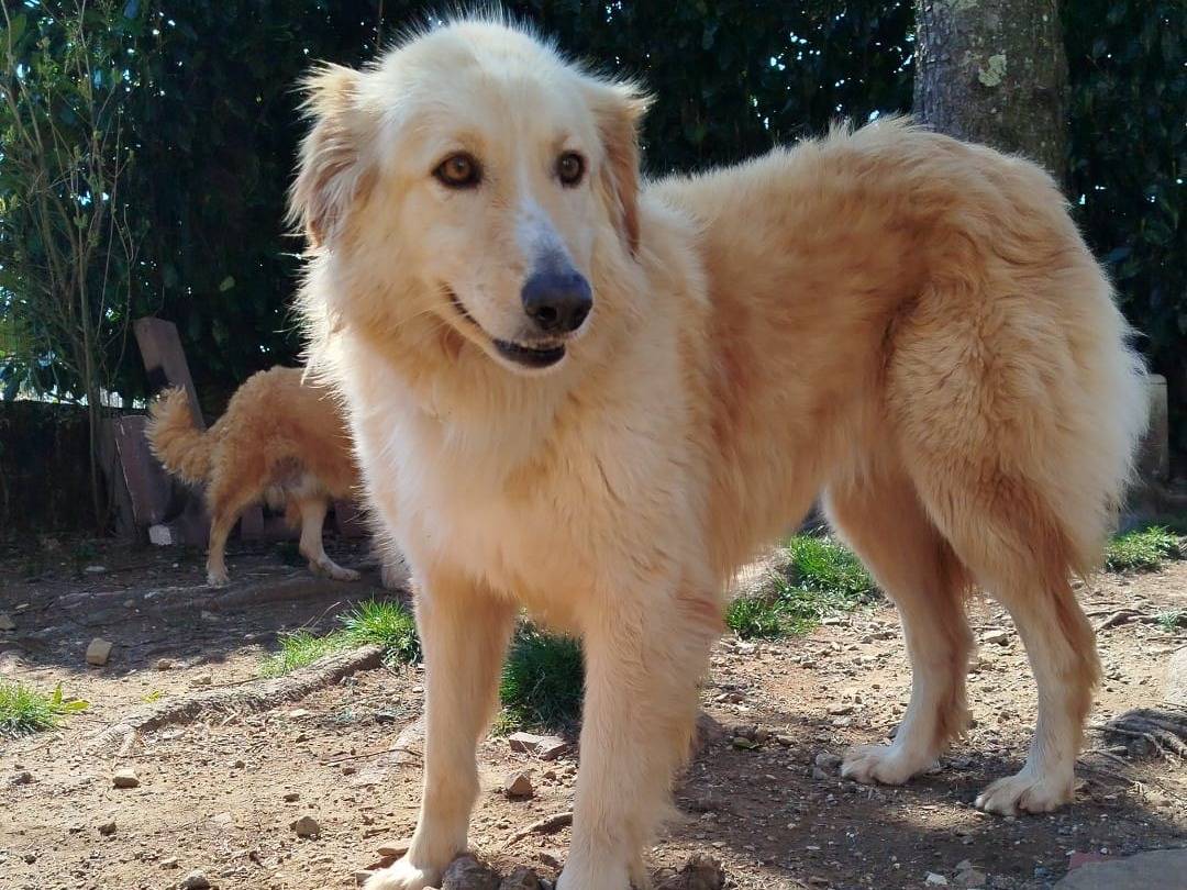 Adozione cane, femmina, Golden Retriever Razza sconosciuta, 4 anni, taglia grande, Pistoia