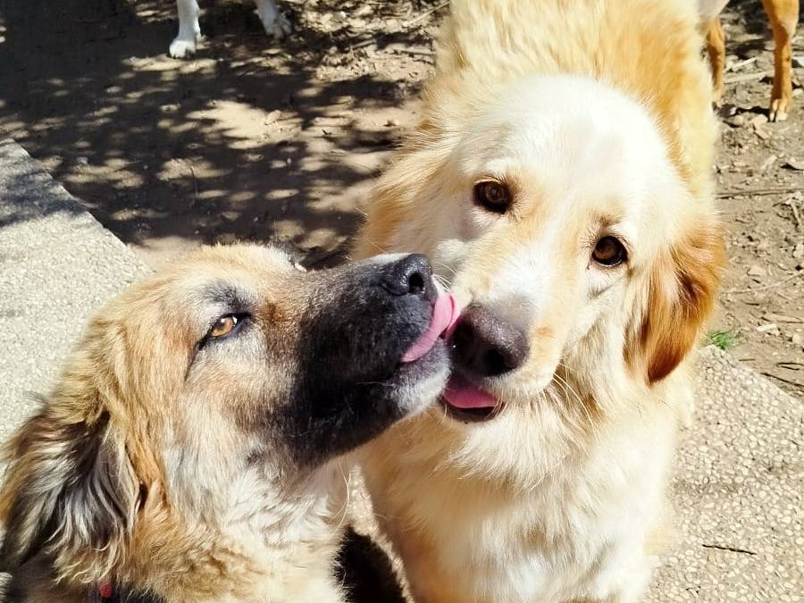 Adotta un cane, taglia grande, femmina, Pistoia