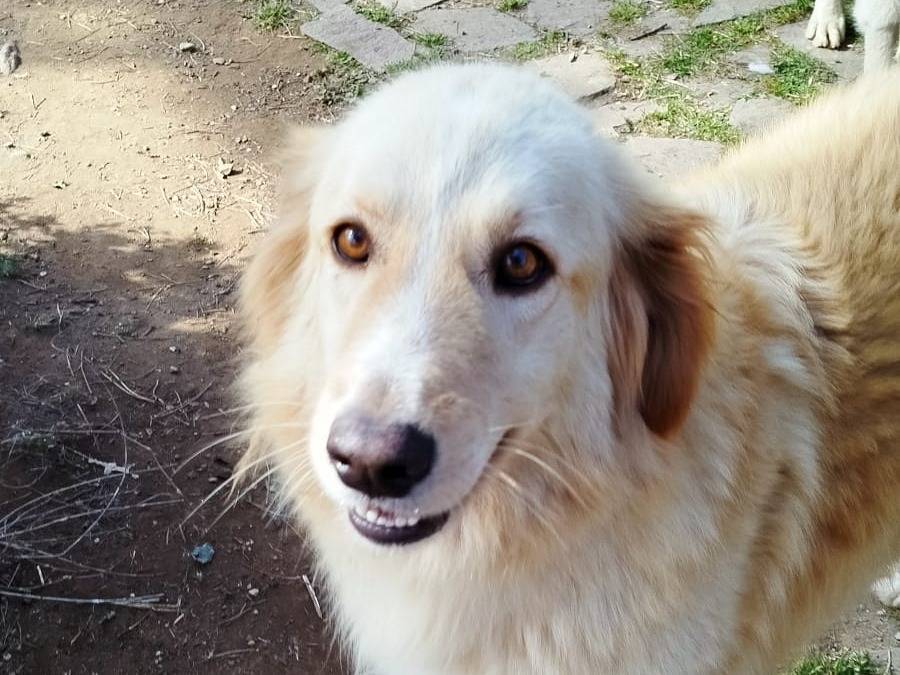 Vuoi adottare un cane a Pistoia?