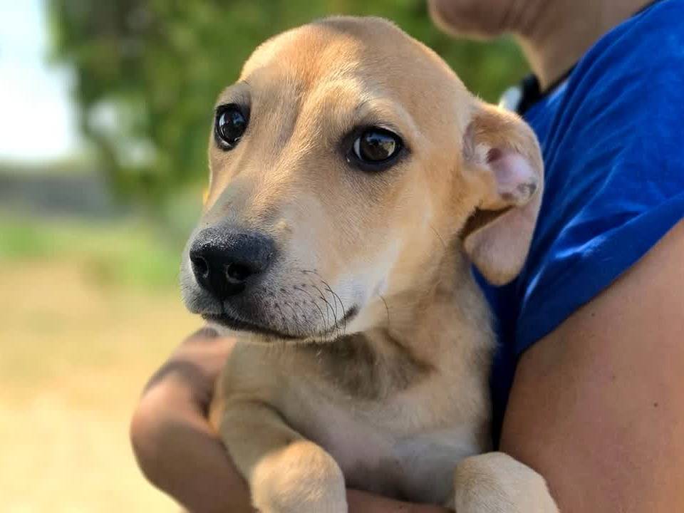 Adozione cane, femmina, Razza sconosciuta Razza sconosciuta, 1 mese, taglia media, Padova