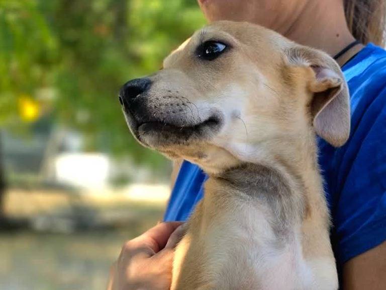 Adotta un cane, femmina, 1 mese, Padova