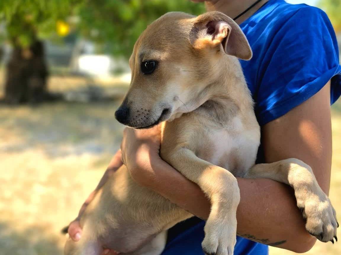 Adotta un cane, taglia media, femmina, Padova