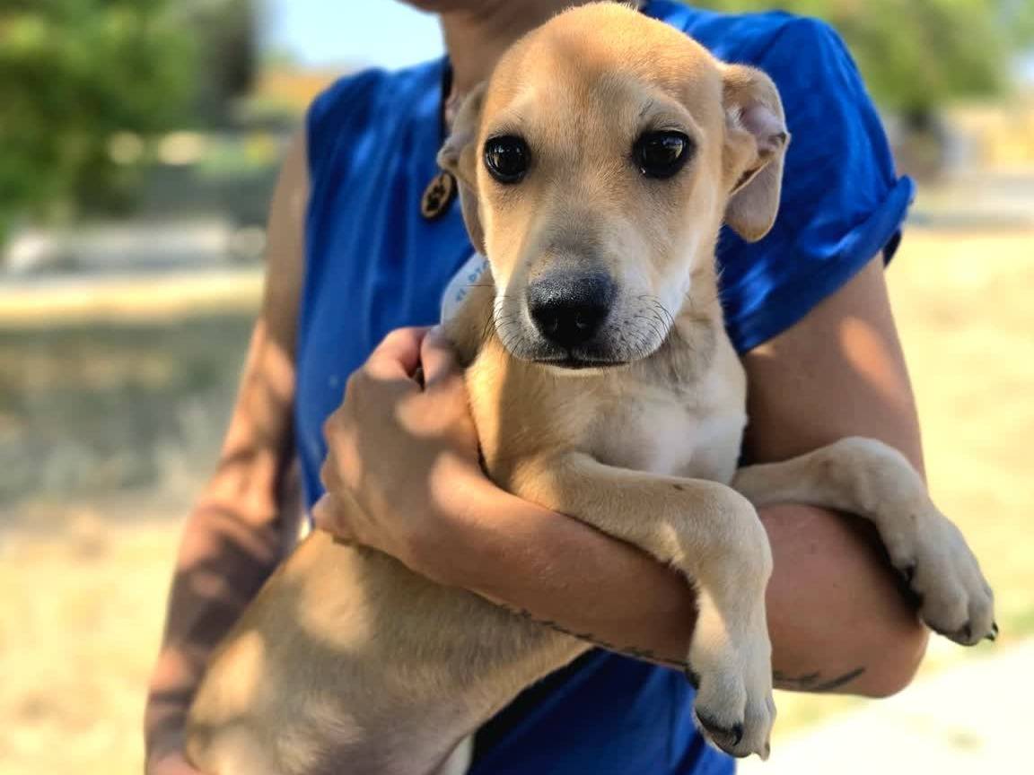Vuoi adottare un cane a Padova?