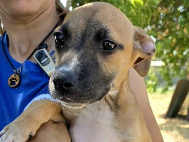 Adozione cane, femmina, Razza sconosciuta Razza sconosciuta, 1 mese, taglia media, Padova