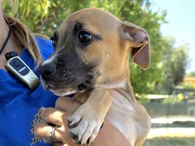 Adotta un cane, femmina, 1 mese, Padova
