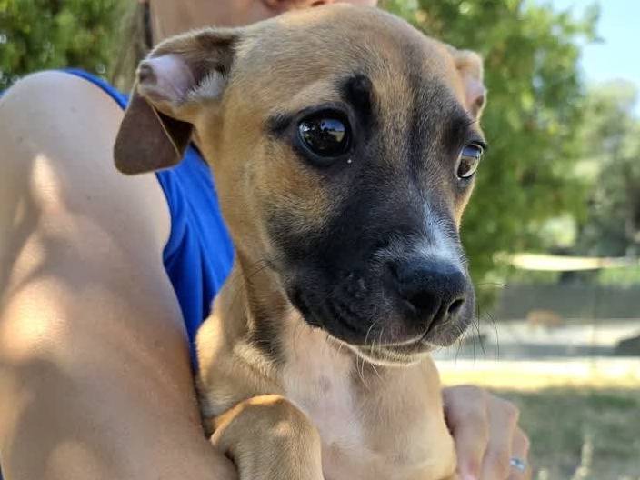 Adotta un cane, taglia media, femmina, Padova