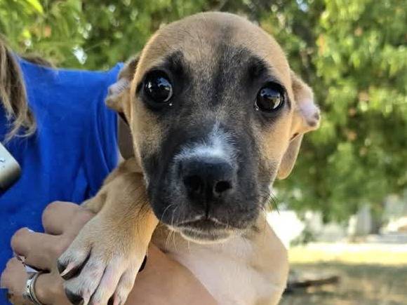 Vuoi adottare un cane a Padova?