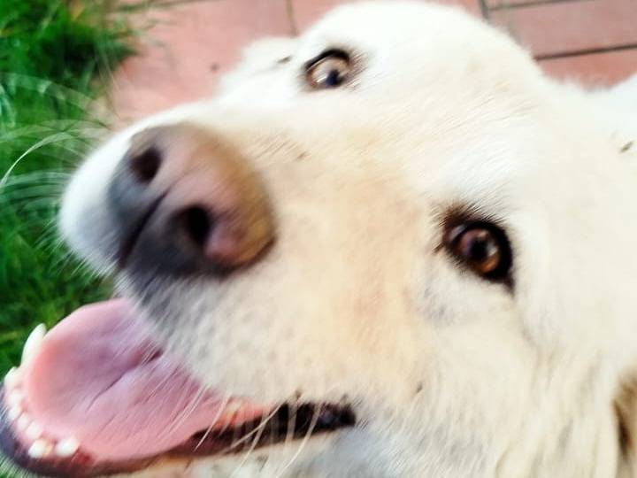 Vuoi adottare un cane a Pistoia?