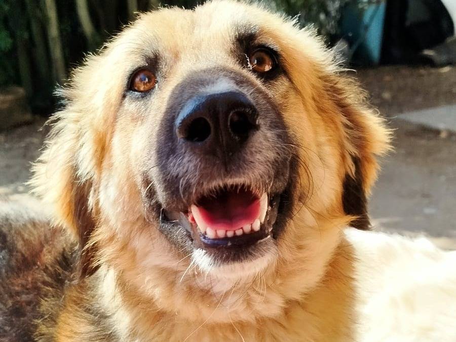 Adotta un cane, femmina, 2 anni, Pistoia