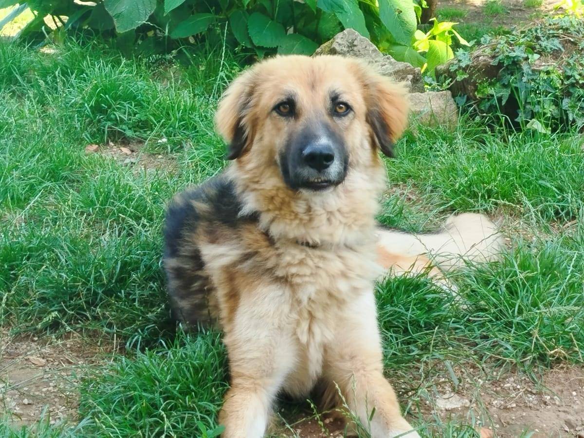 Adozione cane, femmina, Razza sconosciuta Razza sconosciuta, 2 anni, taglia media, Pistoia