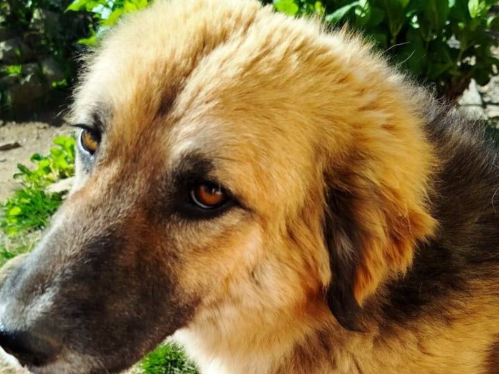 Adotta un cane, taglia media, femmina, Pistoia