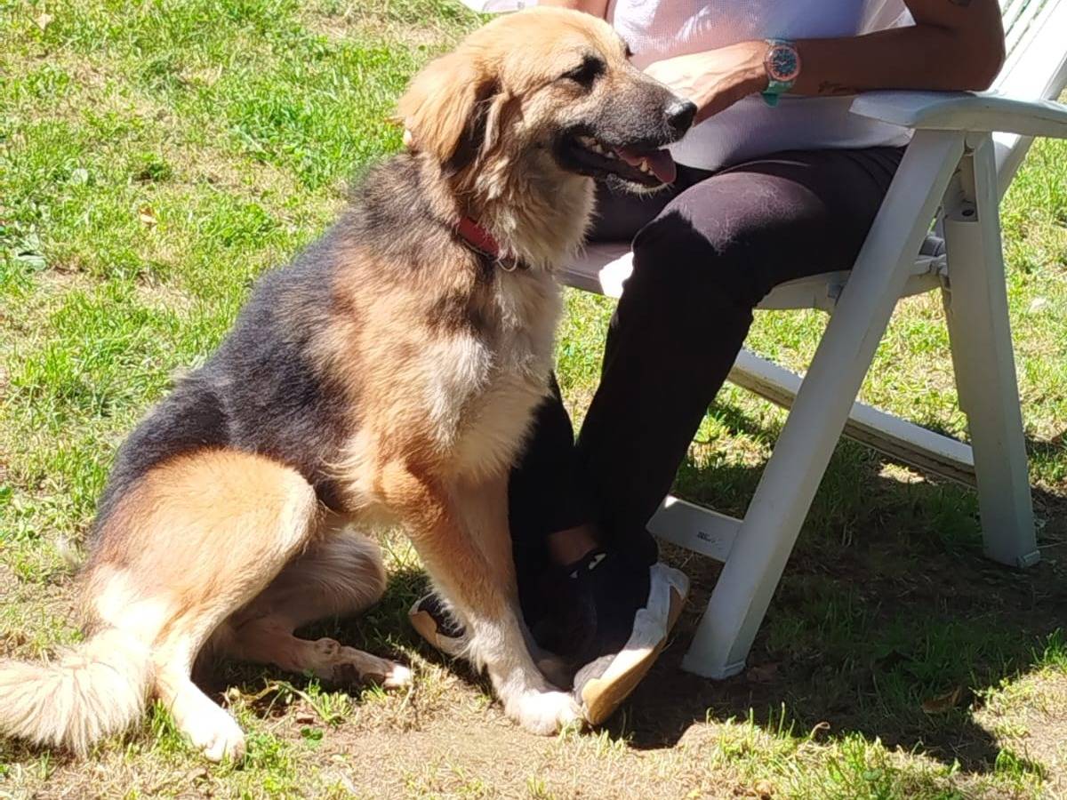 Vuoi adottare un cane a Pistoia?