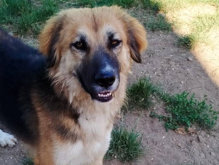 Adotta il cane GILDA a Pistoia