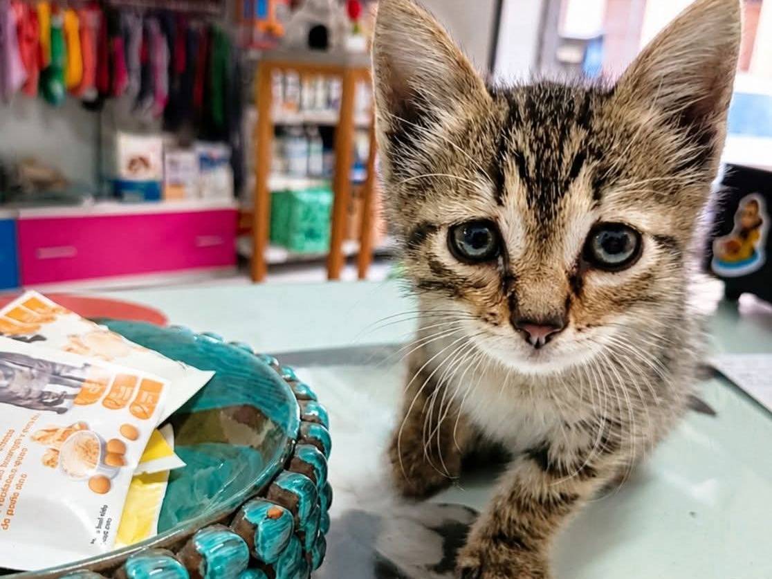 Adozione gatto, maschio, Razza sconosciuta Razza sconosciuta, 1 mese, taglia non valida, Trapani