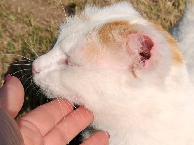 Vuoi adottare un gatto a Torino?