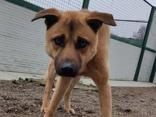Adotta un cane, maschio, 5 anni, Como