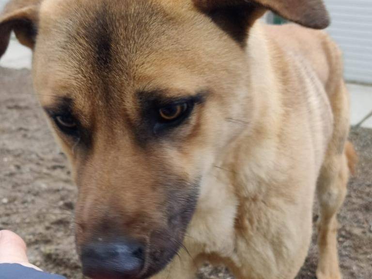 Adotta un cane, taglia media, maschio, Como