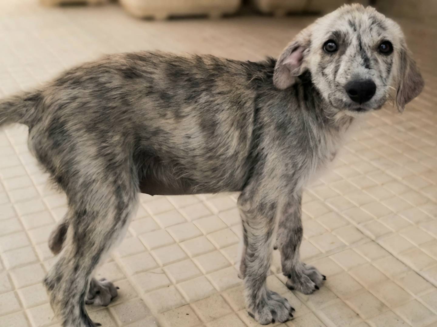 Adotta un cane, maschio, 2 mesi, Palermo
