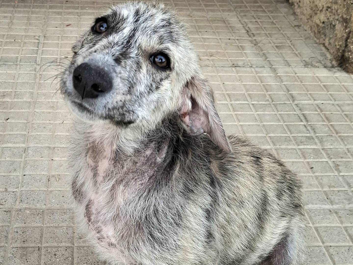 Adotta un cane, taglia media, maschio, Palermo