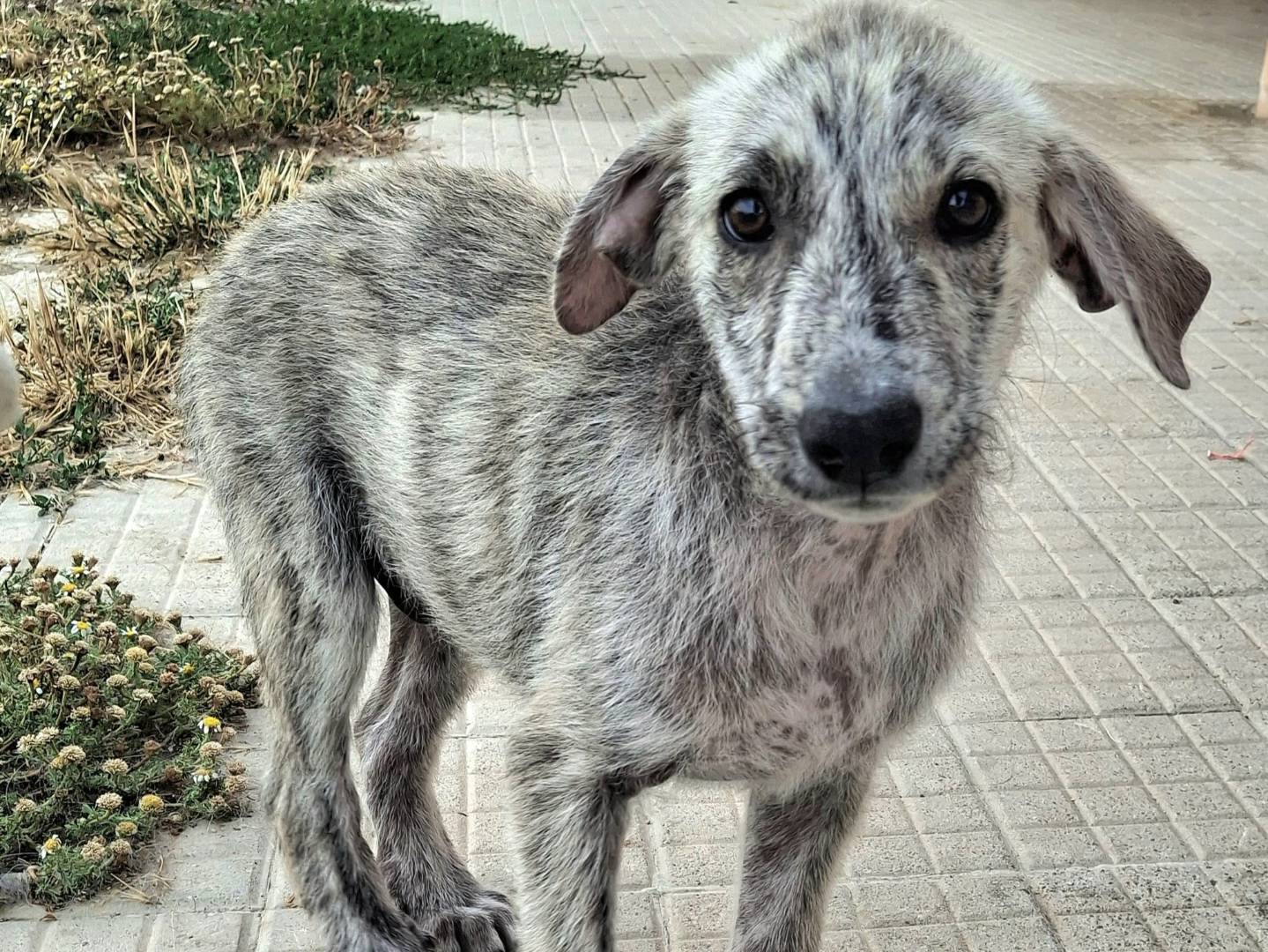 Vuoi adottare un cane a Palermo?