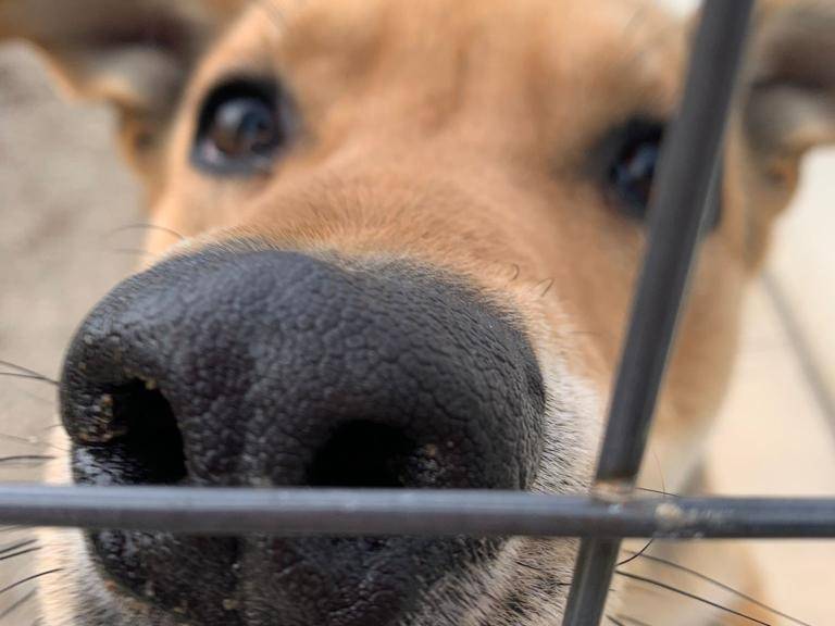 Adotta un cane, maschio, 4 anni e 10 mesi, Como